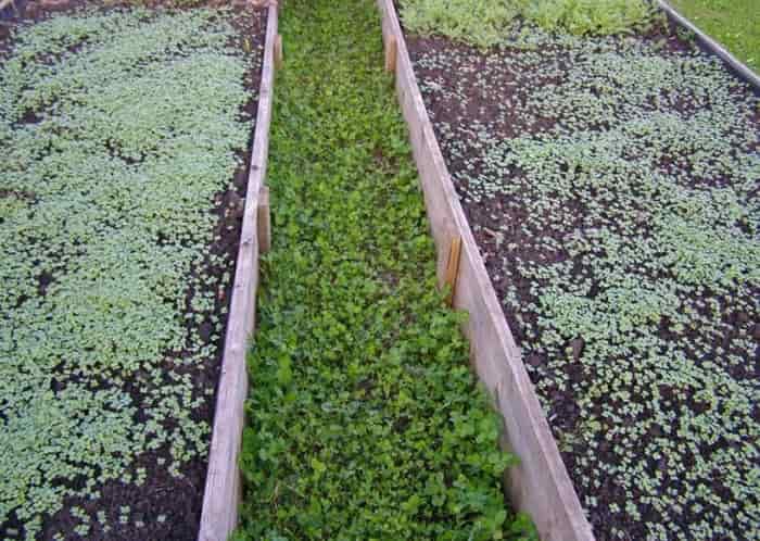 Cидераты для огорода осенью: когда сеять и закапывать