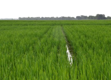 Найден ген азотной эффективности риса