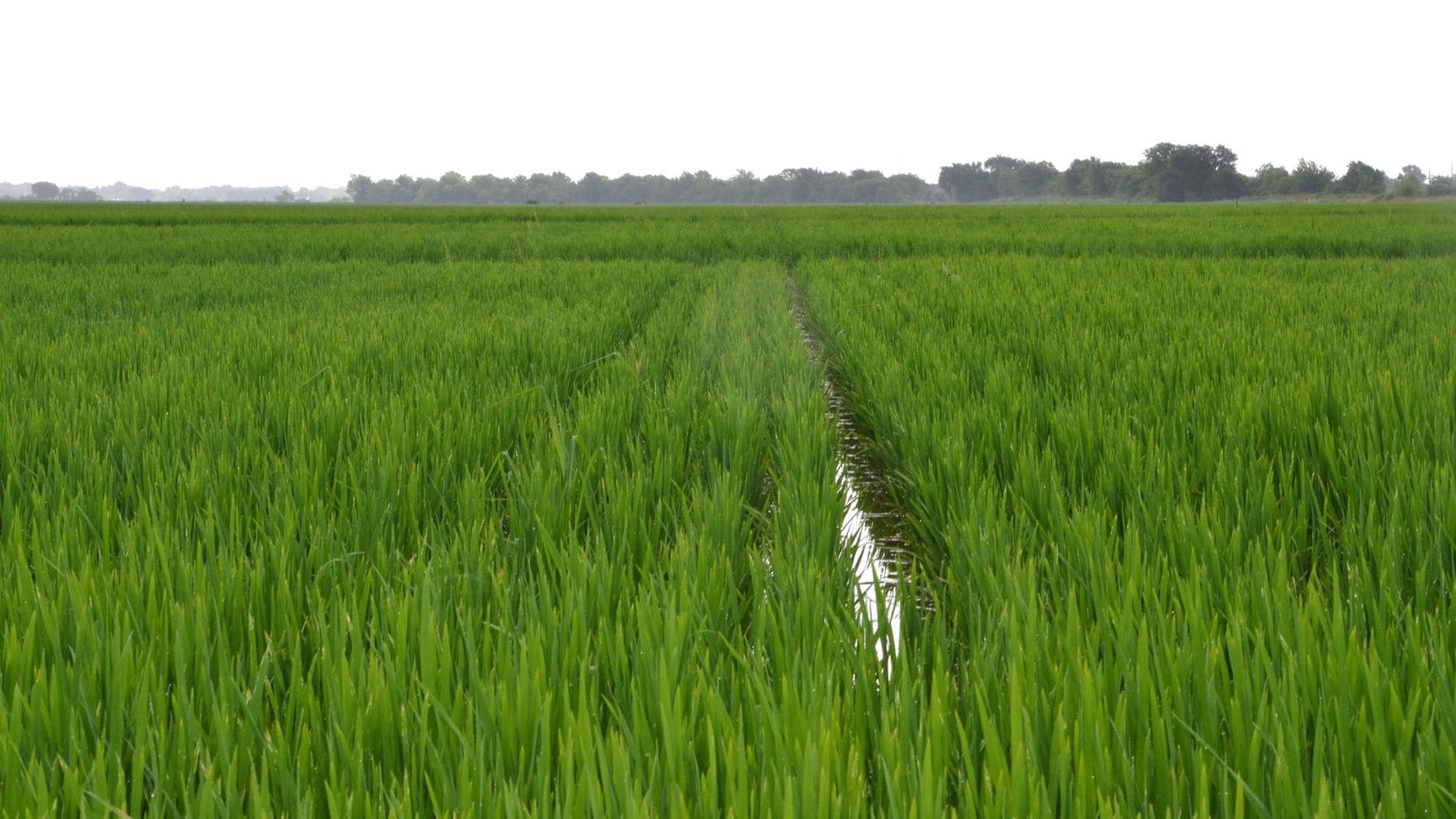 Найден ген азотной эффективности риса