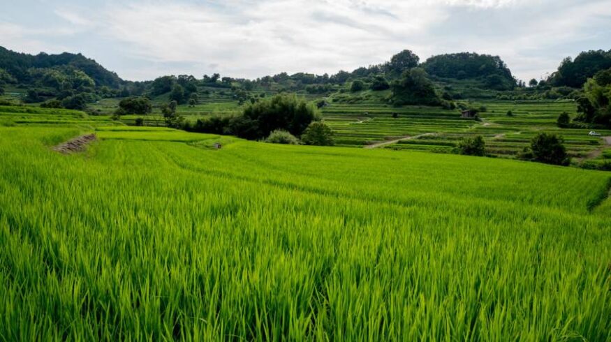 Найдена бактерия, защищающая рис от болезней