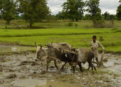 В Индии предложили поднять цены на карбамид