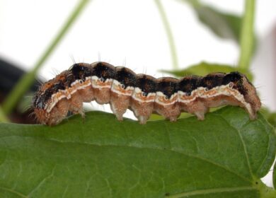 Феромоны могут заменить пестициды