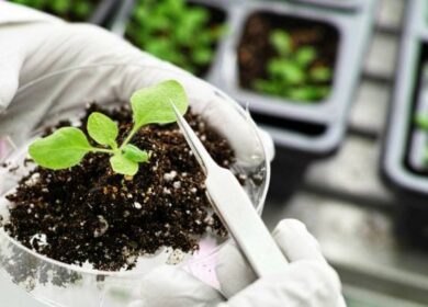 Великобритания может перейти на редактирование генома