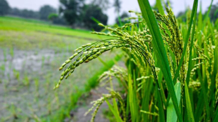 Гены помогут снизить потери азотных удобрений