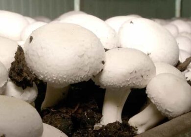 Как вырастить шампиньоны в домашних условиях