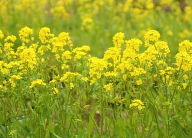 Горчица как сидерат: когда и как сеять для улучшения плодородия почвы