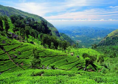 Шри-Ланка изучает возможности для выпуска карбамида