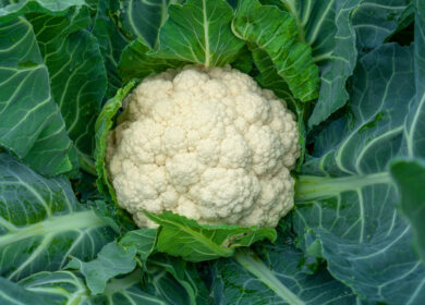 Выращивание цветной капусты — от посева семян до сбора урожая