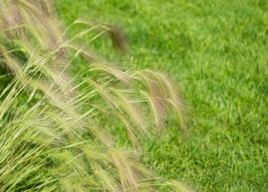 Площади яровых культур в Краснодарском крае не изменятся