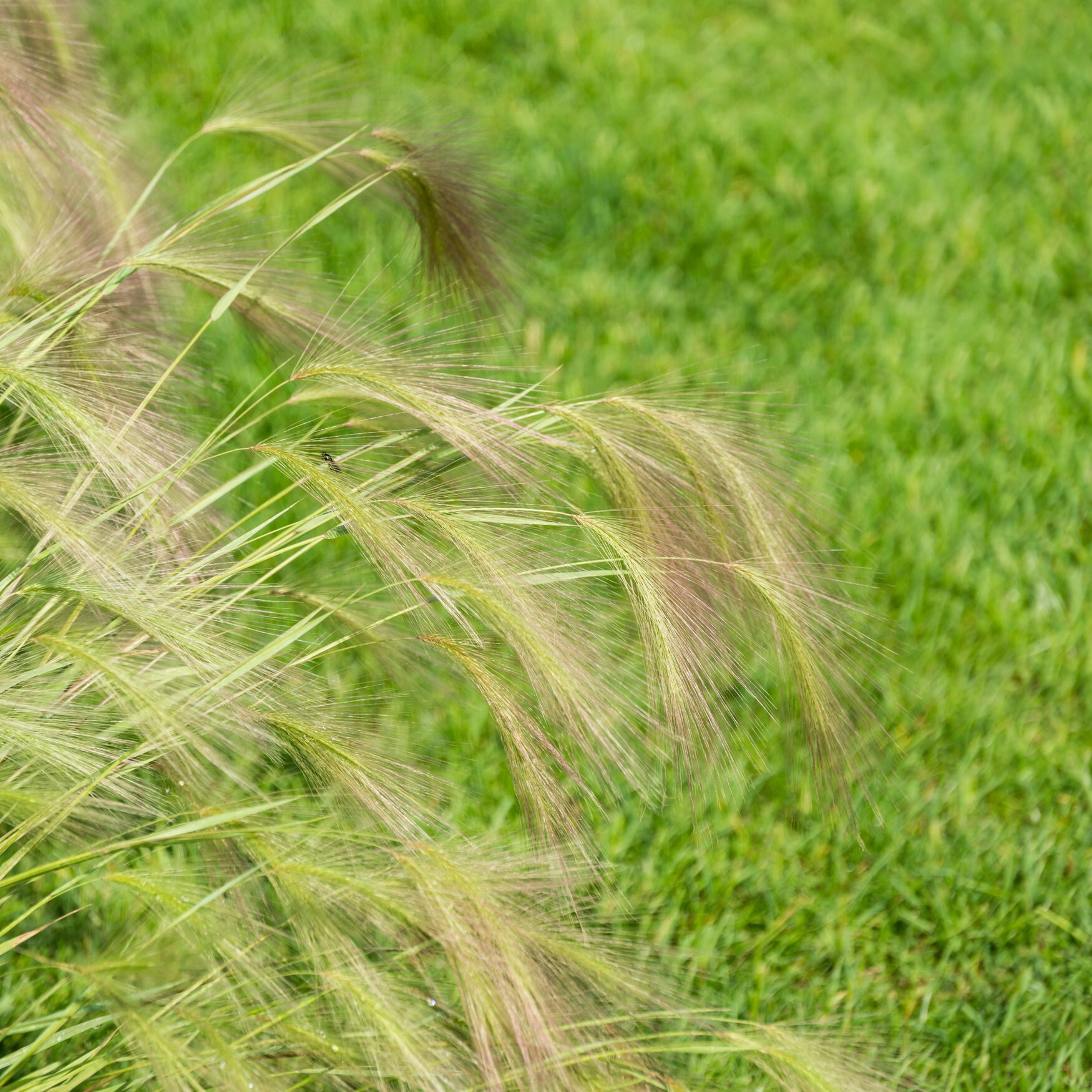 Площади яровых культур в Краснодарском крае не изменятся