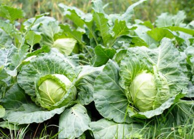 Как вырастить капусту в открытом грунте