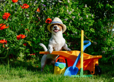 Собак научат выявлять проблемы у растений