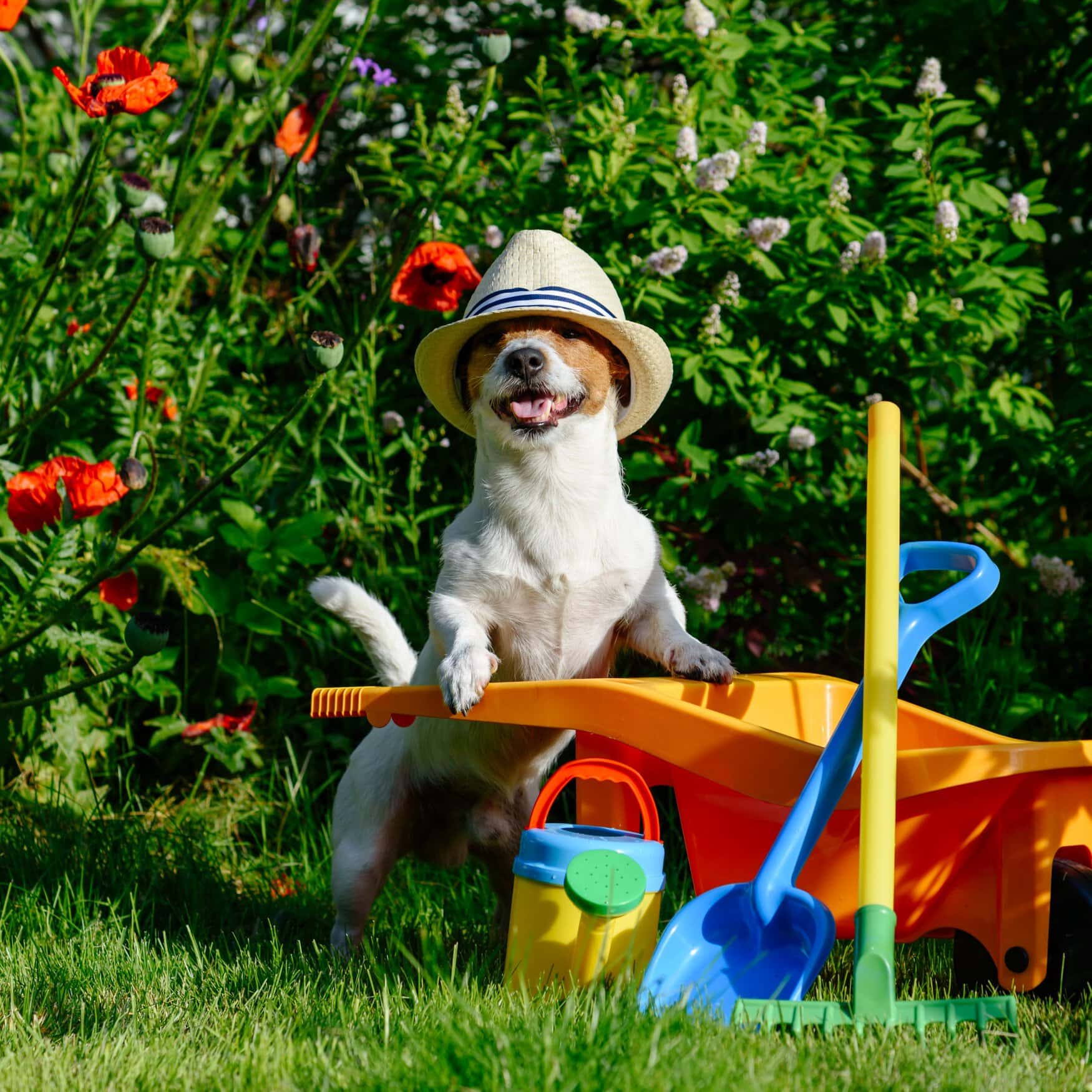 Собак научат выявлять проблемы у растений