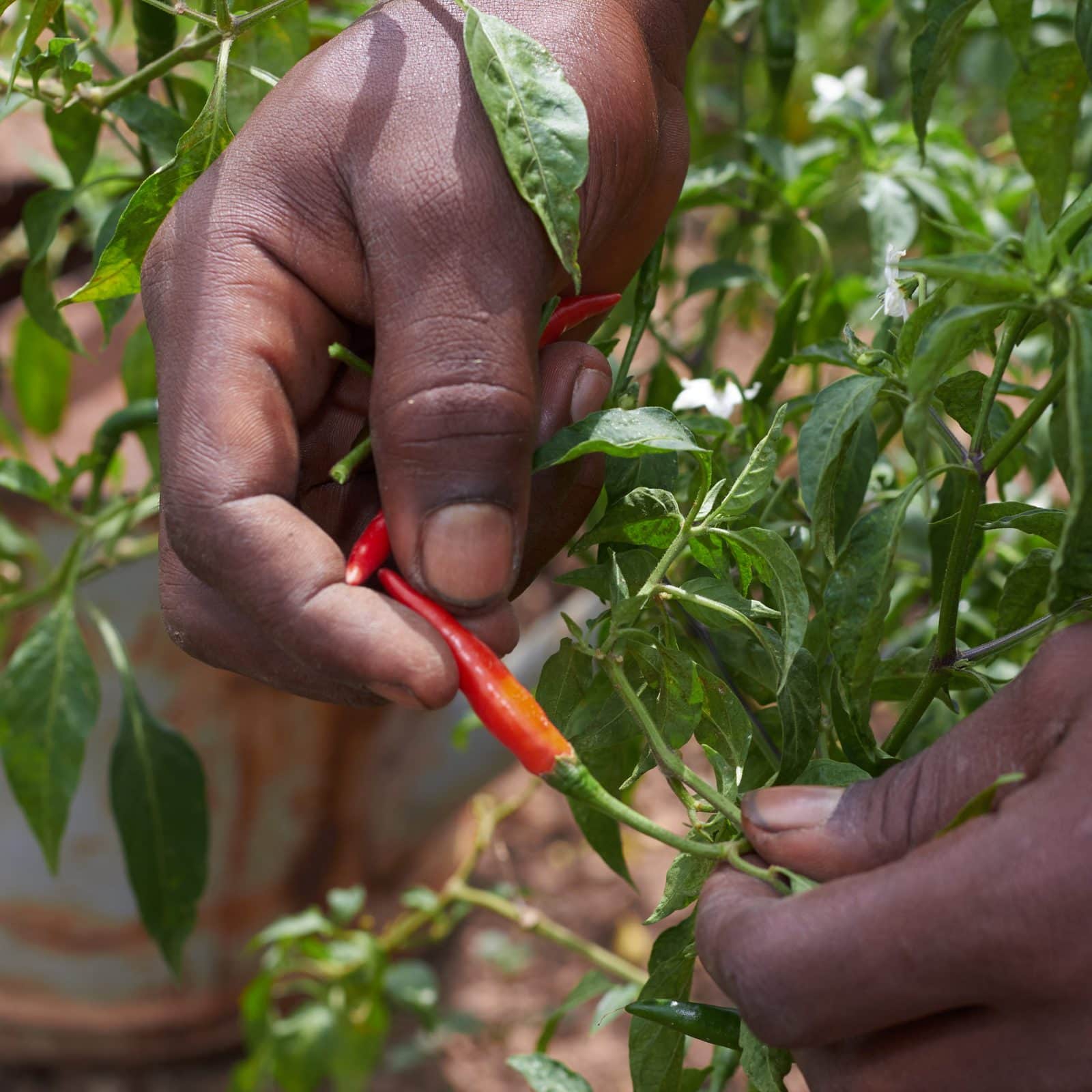 Dangote Fertilizer должен заработать на следующей неделе