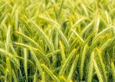 В Министерстве сельского хозяйства России предложили способ роста урожайности