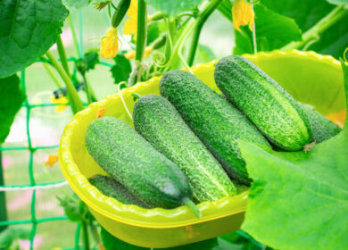 «Уралхим» развивает сотрудничество с Туровским тепличным комплексом