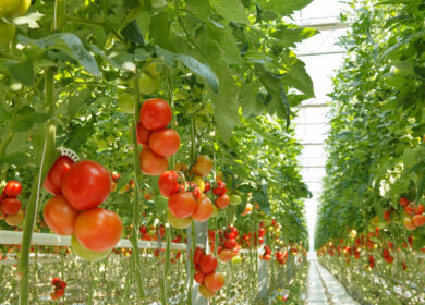 В Дагестане построят тепличный комплекс пятого поколения