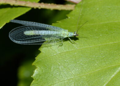 Viewpoint переключилась на полезных насекомых
