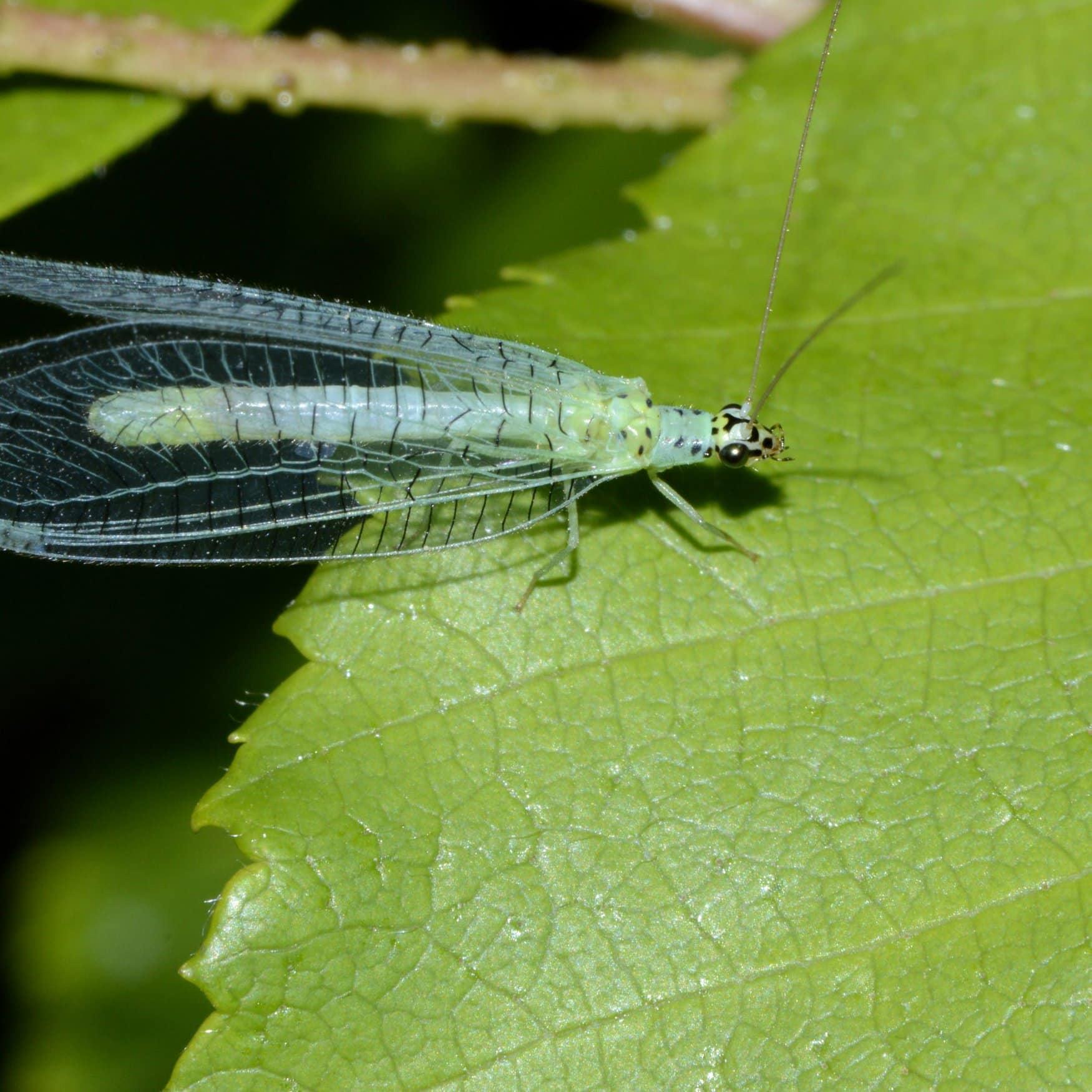 Viewpoint переключилась на полезных насекомых