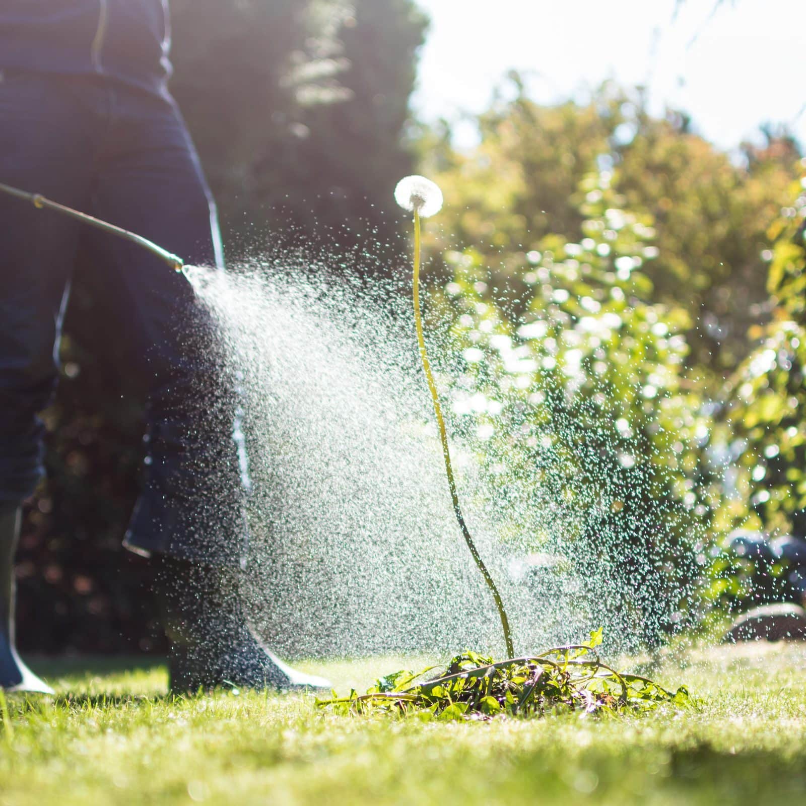 Ретарданты: что это и как применять