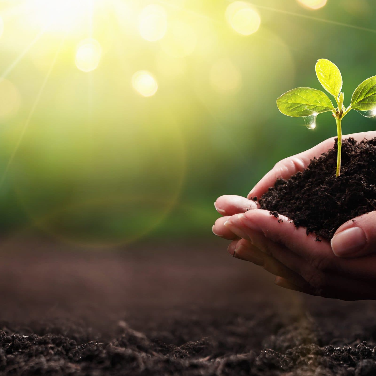 Что такое фунгициды и для чего их применяют