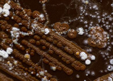 Ученые хотят оптимизировать число бактерий в почве