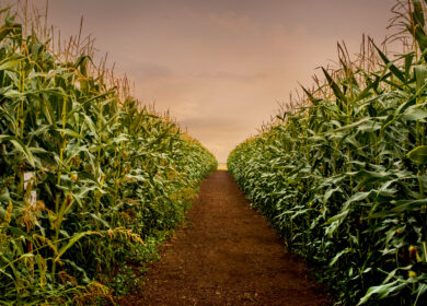 Mosaic и Sound Agriculture разработают революционный продукт