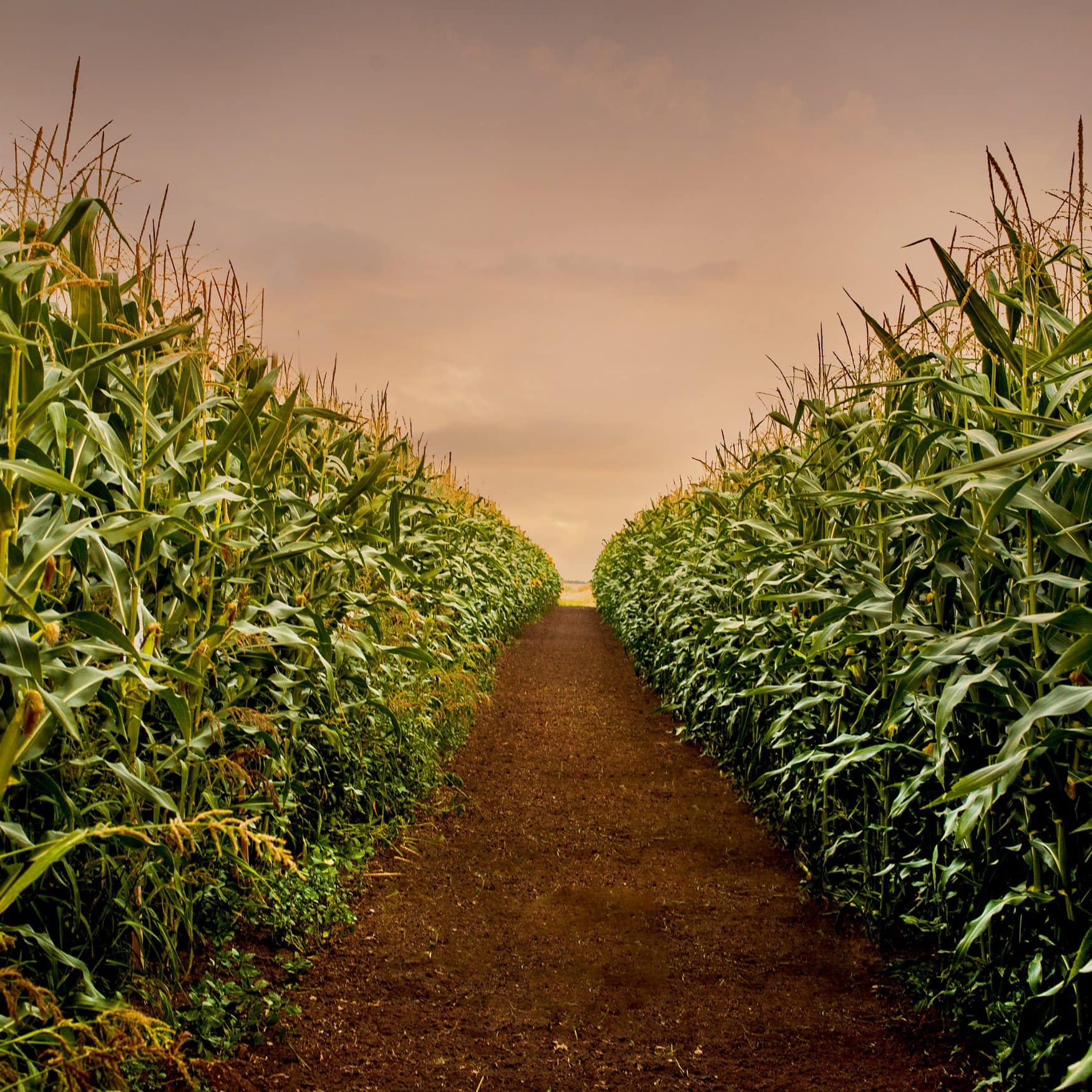 Mosaic и Sound Agriculture разработают революционный продукт