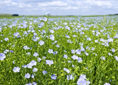 Лен-долгунец: характеристики, сорта, посадка и тонкости выращивания