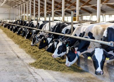 «ЭкоНива» столкнулась с проблемами?