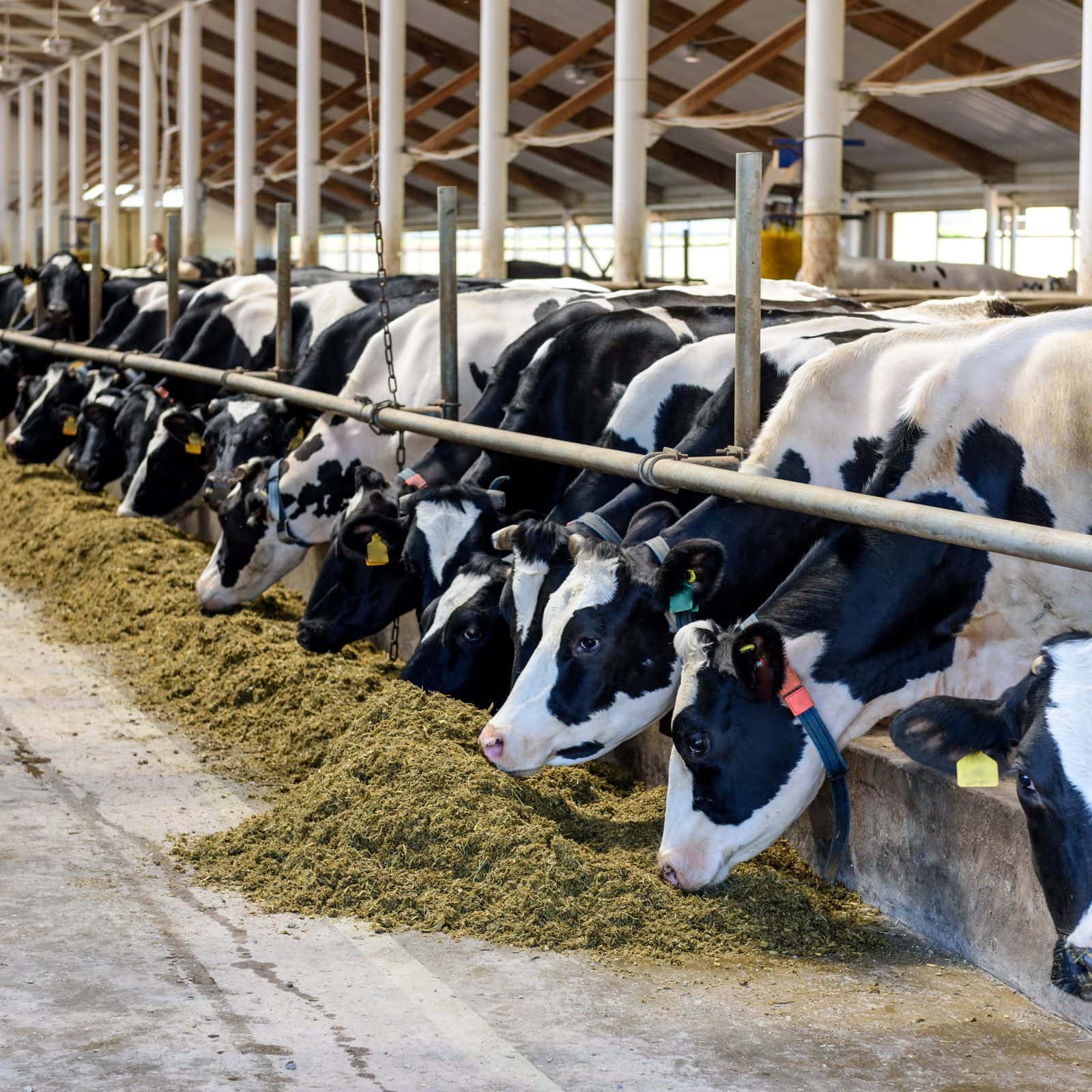 «ЭкоНива» столкнулась с проблемами? — Fertilizer Daily