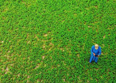 Сельское хозяйство Пакистана ожидает рост
