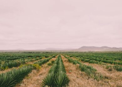 В Кении подешевеет диаммонийфосфат