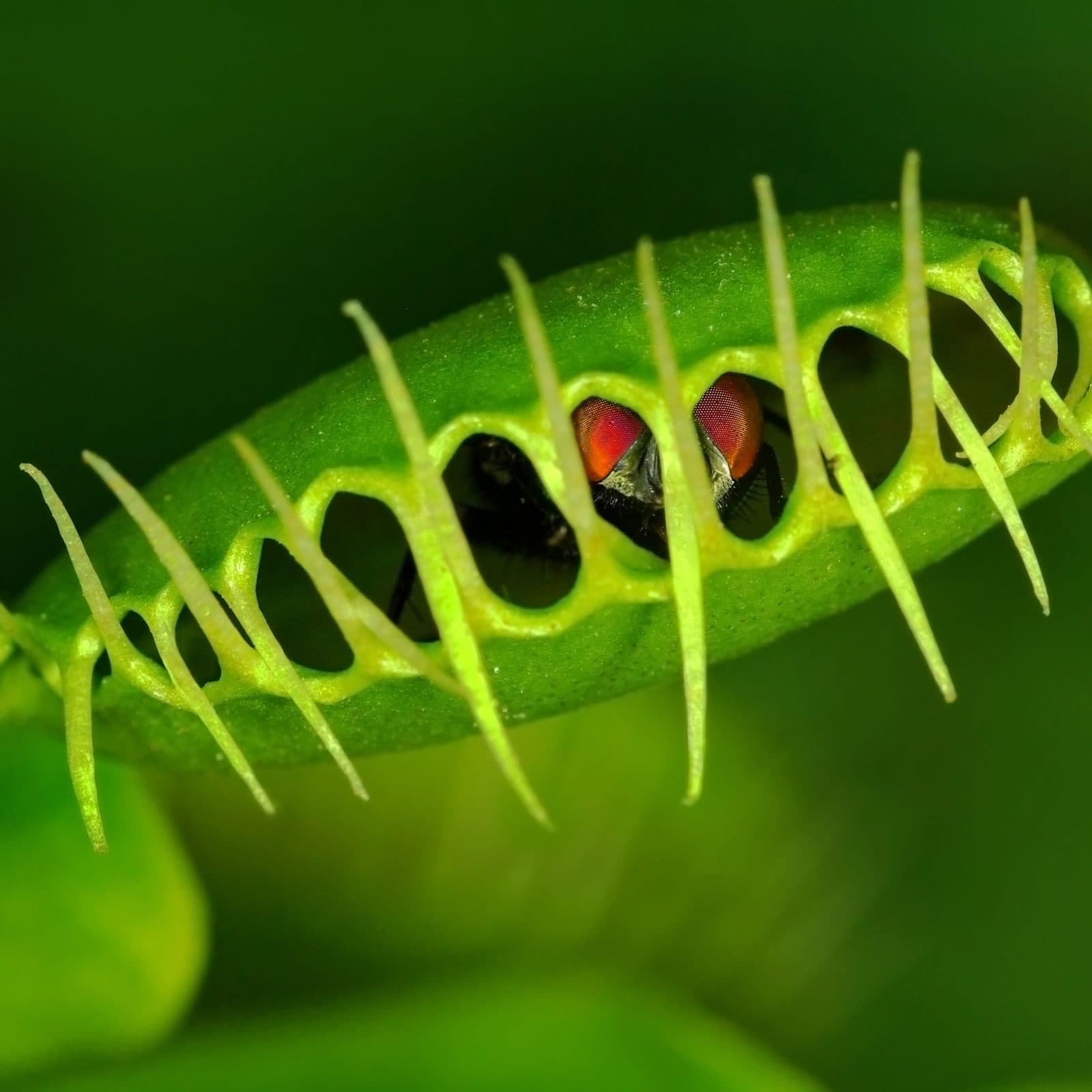 В Сингапуре создают роботизированные растения