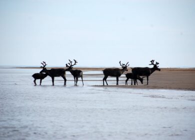 На Чукотке построят два тепличных комплекса