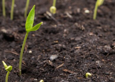 В Англии опробуют технологию секвестрации углерода