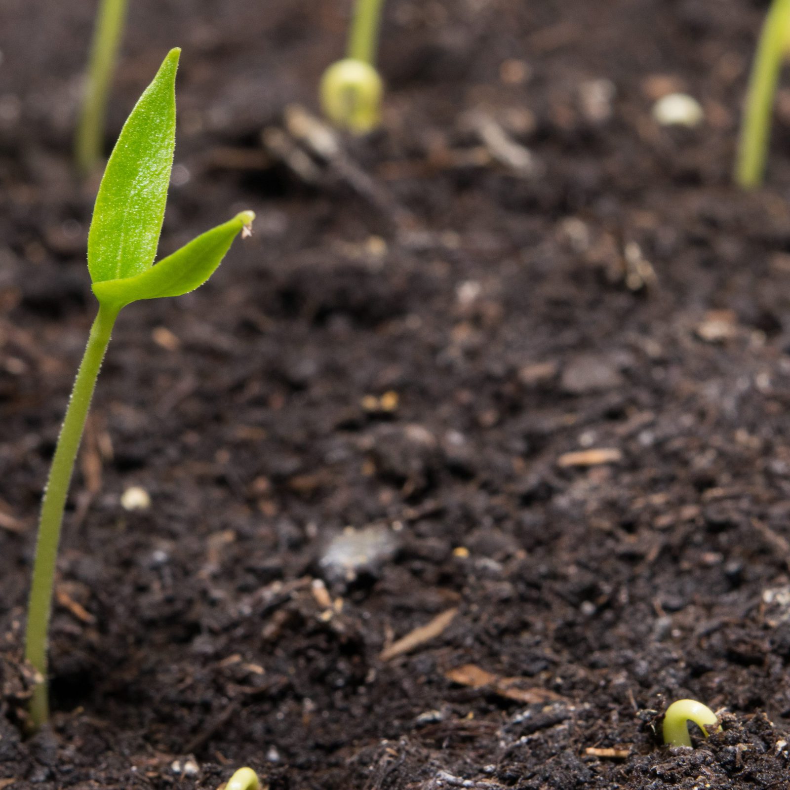 В Англии опробуют технологию секвестрации углерода