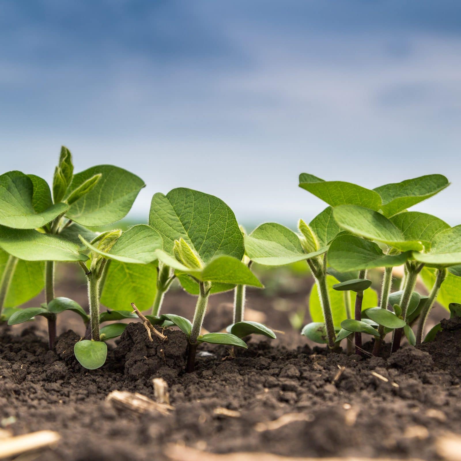 Соя: особенности выращивания, сбор урожая, правильная посадка и уход