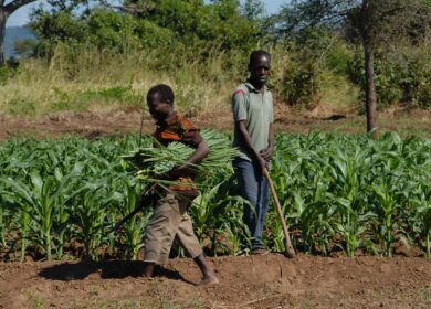 Малави хочет сама производить удобрения