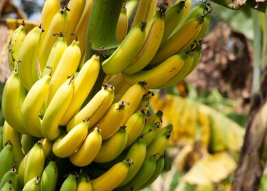 Исследователи выявили резистентность очередного патогена