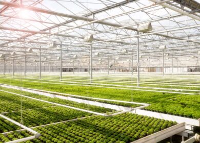 В Новосибирской области открылся «Обский»