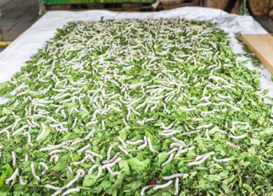 Во Франции построят ферму для насекомых