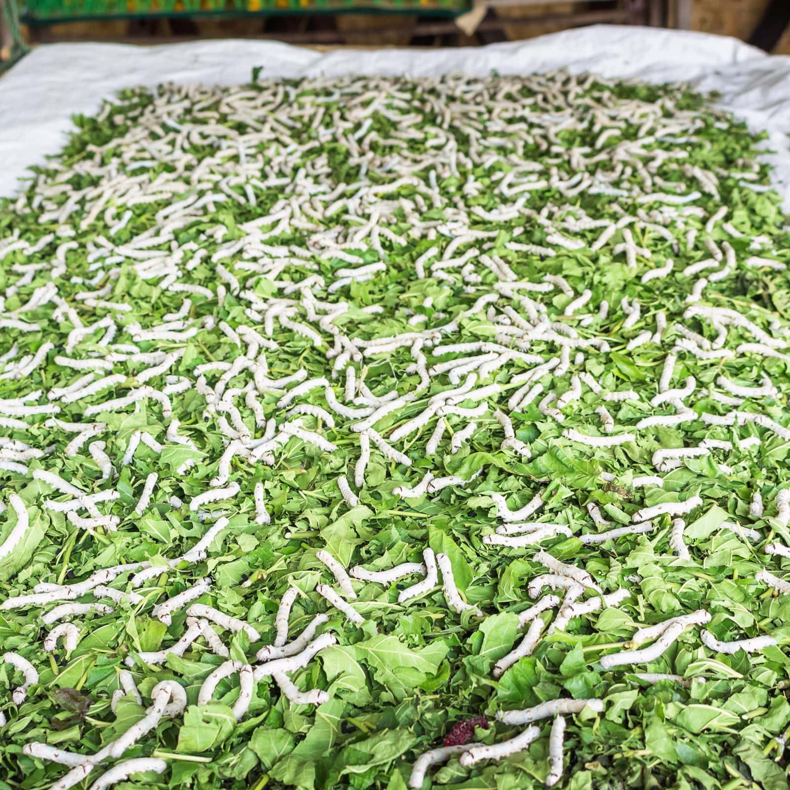 Во Франции построят ферму для насекомых