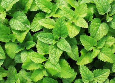 В Японии нашли экологически чистую замену пестицидам