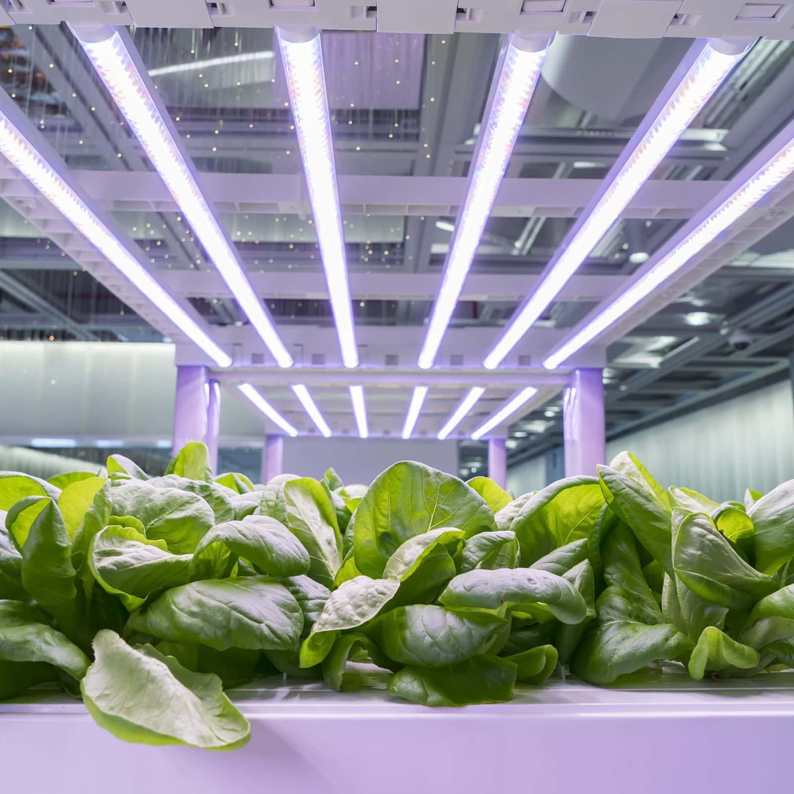 В США создадут крупнейшую аэропонную ферму в мире