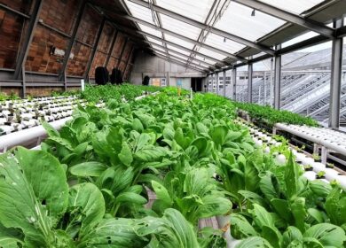 Коронавирус подстегнул развитие городских теплиц в Китае