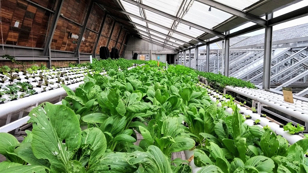 Коронавирус подстегнул развитие городских теплиц в Китае