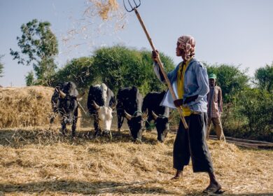 Будущее за углеродным земледелием?