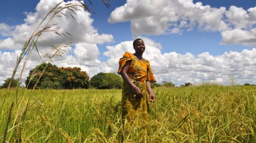 В Африке испытают стратегию смешанного возделывания