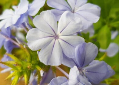 Удмуртия заняла первое место в России по посевам льна